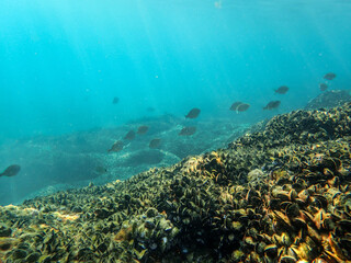 Mussels underwater on a rock on the sea shore, natural scene in mediterranean sea, Black mussels...