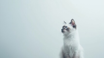 Beautiful Balinese cat is sitting on a white background. Looking forward. The cat's eyes are wide open, giving it a curious and alert appearance . Copy space . 