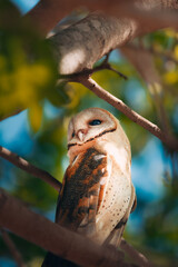 owl