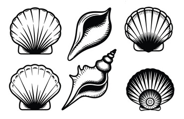 Collection of black and white seashell illustrations
