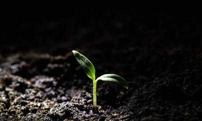 A small sprout that sprouts from under the ground. New life concept. 