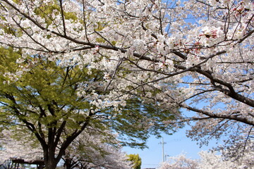 桜のシロと木々のミドリ