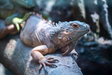 Lizard is laying on a rock