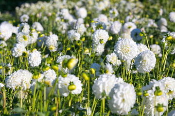 Feeld of fresh chrysanthemum flower 