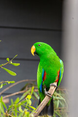 Mollucan eclectus, salmon-crested cockatoo