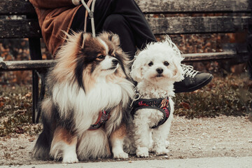 Two small dogs sit patiently on a path next to a person on a bench. Outdoor pet portrait, natural...