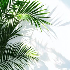 Obraz premium Palm Leaves on White Background with Shadow, Bright and Airy, Green Leaf, Tropical