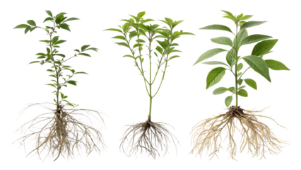 Realistic Botanical Illustration of Plants with Roots – Isolated on White Background