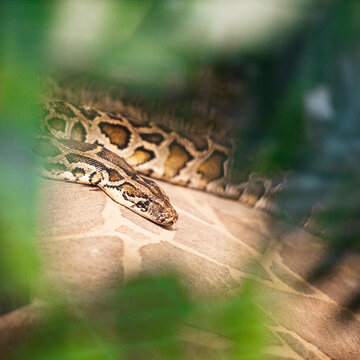 Close up of burmese python (python molurus bivittatus).