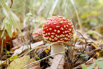fly agaric mushroom in the forest