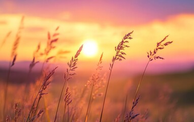 Obraz premium Tall grass blades silhouetted against a vibrant sunset sky