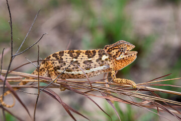 Mozambique, Ponta do Ouro, Chameleon (Chamaeleo Chamaeleon)