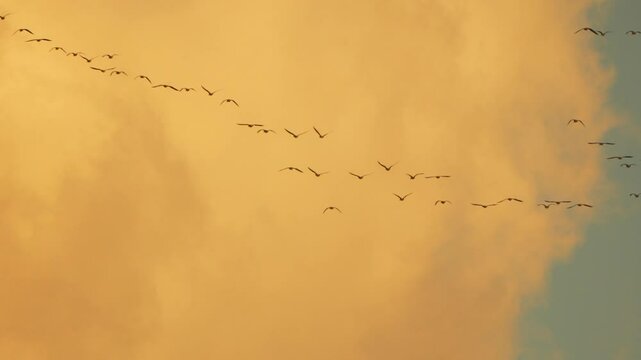 Birds Migration Sky: Flock flies in V-formation during golden hour sunset journey in sky.