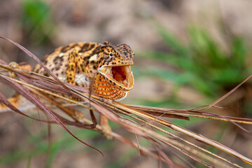 Mozambique, Ponta do Ouro, Chameleon (Chamaeleo Chamaeleon)