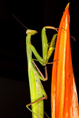 Mozambique, Maputo, Praying Mantis (Mantis religiosa)