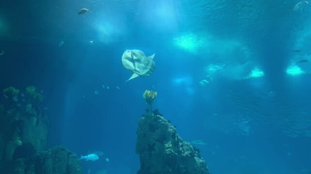 sunfish or common mola (Mola mola) swiming in the ocean