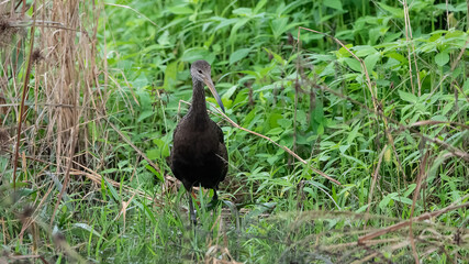 Plegadis ridgwayi inhabits equatorial wetlands