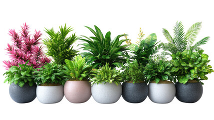 Obraz premium Fresh potted herbs like parsley and thyme isolated on a white background, ingredients for flavorful food