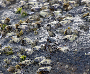 A crab is walking on a muddy rock