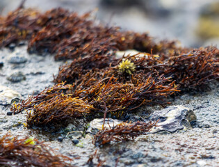 A bunch of seaweed is growing on a rock © studybos