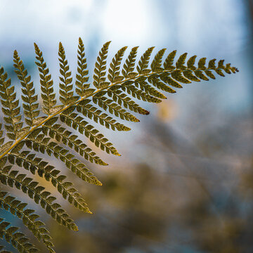 green fern leaf in the forest in springtime