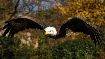 Obraz premium Majestic bald eagle soaring through autumn foliage in a vibrant nature scene