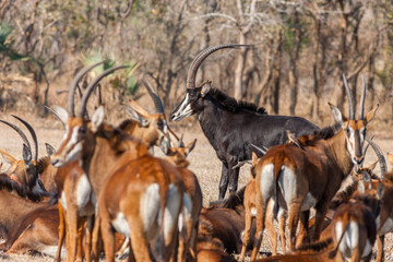 Mozambique, Gorongosa National Park, Sable antelope - Pala Pala (Hippotragus niger niger)