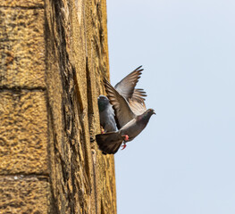 Two pigeons are perched on a wall, one of which is mating