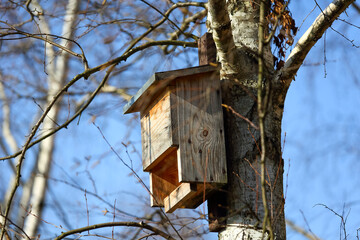A wooden bat house attached to a tree trunk can be seen in the Goclaw housing estate, Warsaw, Poland