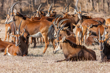 Mozambique, Gorongosa National Park, Sable antelope - Pala Pala (Hippotragus niger niger)