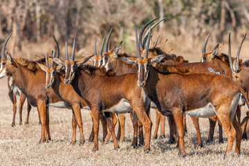 Mozambique, Gorongosa National Park, Sable antelope - Pala Pala (Hippotragus niger niger) © Luigi