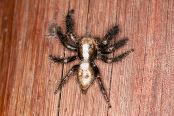 Mozambique, Gorongosa National Park, Spider