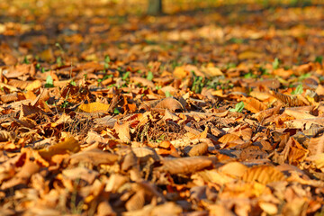 Land covered with autumn maple leaves