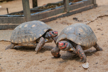Obraz premium Instituto Nacional da Mata Atlântica localizado em Santa Teresa - ES. Brasil. Viveiro de tartarugas. 