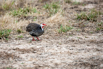 Mozambique, Gorongosa National Park, Red-necked Francolin (Pternistis afer)