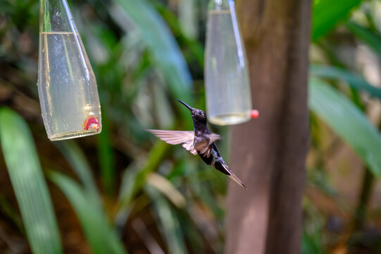 Instituto Nacional da Mata Atl&acirc;ntica localizado em Santa Teresa - ES. Brasil. Beija-flor bebendo &aacute;gua em bebedouro artificial em &aacute;rea de preserva&ccedil;&atilde;o.