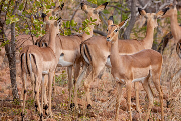 Mozambique, Gaza, Massingir, Limpopo, Impala (Aepyceros melampus)