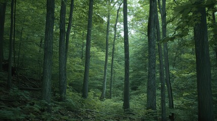 Fototapeta premium Lush Green Forest Canopy with Tranquil Nature Trail.