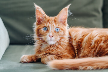 ginger Maine-Coon kitten lying on green sofa at home, red small thoroughbred cat. pet care concept