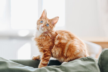 ginger Maine-Coon kitten sitting on green sofa at home, red small thoroughbred cat. pet care concept