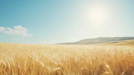 Obraz premium Close-up of golden wheat grain heads in the foreground with a softly blurred background of expansive wheat fields and a clear blue sky under natural daylight, showcasing the beauty of agriculture, har