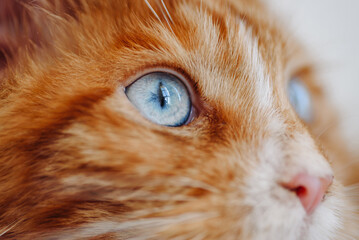 ginger Maine-Coon kitten at home, macro photo, close-up view of blue cat eye, cat muzzle, red small...