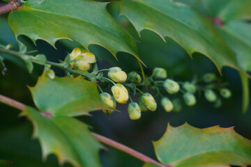 ヒイラギナンテン