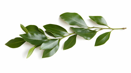 Naklejka premium Green leaves sprig, studio shot, white background, nature design element