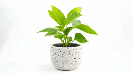 Green potted plant on white background; home decor, website, blog