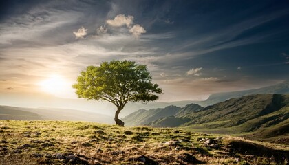 Fototapeta premium Single alone tree in natural landscape