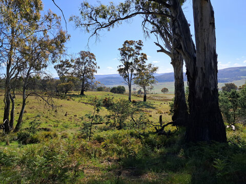 Tasmanian view