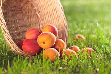 ripe apricots in garden