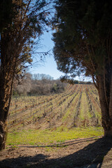 Fototapeta premium Vineyards in Greece with the sea in the background and snowy mountains in the distance. The unique climate of the region creates ideal conditions for producing exquisite wine, capturing the essence of