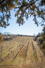 Obraz premium Vineyards in Greece with the sea in the background and snowy mountains in the distance. The unique climate of the region creates ideal conditions for producing exquisite wine, capturing the essence of
